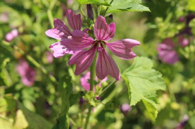 İsviçre 'nin St. Gallen kentinde bulunan Violet 