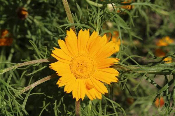 Gelbe Palm Springs Daisy Blume Oder Criss Cross Goldene Krone — Stockfoto