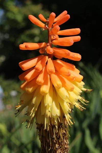 Red Hot Poker Flowers Torch Lily Knofflers Poker Plant Tritoma — Stock Photo, Image