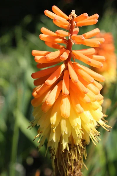 Red Hot Poker Flowers Torch Lily Knofflers Poker Plant Tritoma — Stock Photo, Image