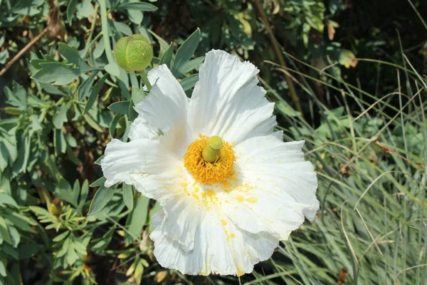 Flor Hairy Matilija Poppy Branca Amarela Bristly Matilija Poppy Gallen — Fotografia de Stock