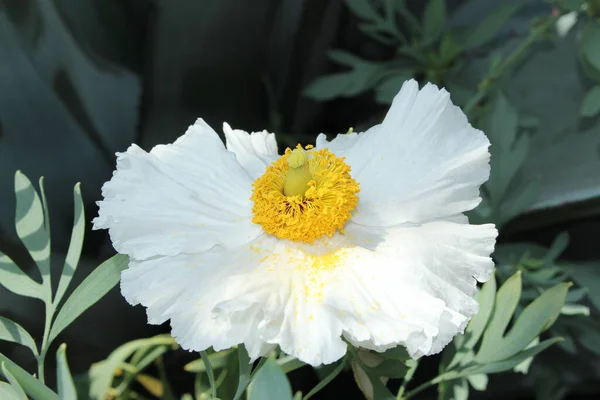 Biało Żółty Kwiat Hairy Matilija Poppy Lub Bristly Matilija Poppy — Zdjęcie stockowe