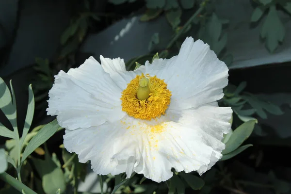 Biało Żółty Kwiat Hairy Matilija Poppy Lub Bristly Matilija Poppy — Zdjęcie stockowe