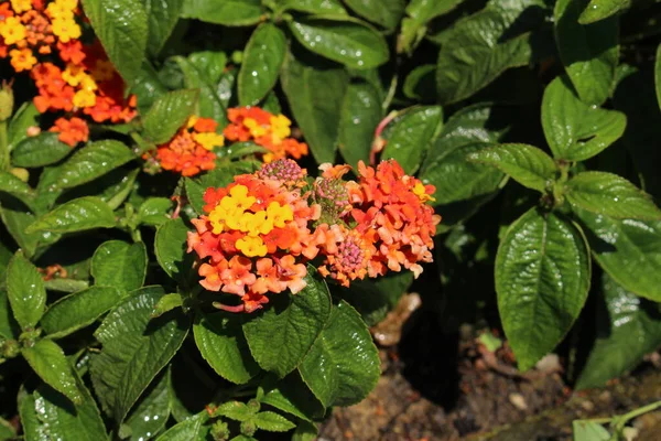 Hybridblommor Eller Vilda Salvia Rödsalvia Salvia Storsalvia Gallen Schweiz Dess — Stockfoto