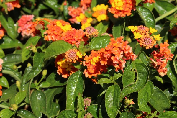 Fiori Ibridi Tickberry Wild Sage Red Sage White Sage Big — Foto Stock