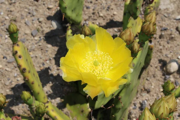 Yellow Devil Tongue Cactus Flower Eastern Prickly Pear Indian Fig — стоковое фото
