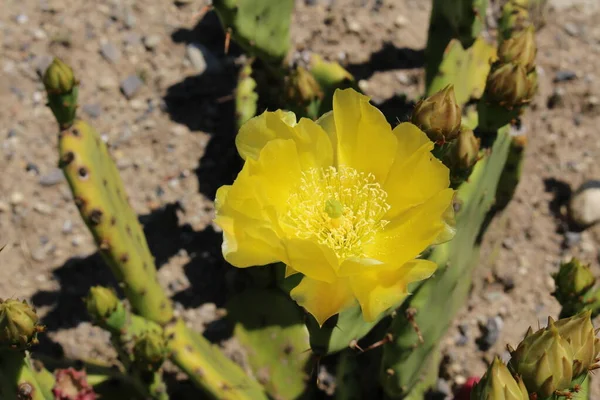 Yellow Devil Tongue Cactus Flower Eastern Prickly Pear Indian Fig — Stock Photo, Image