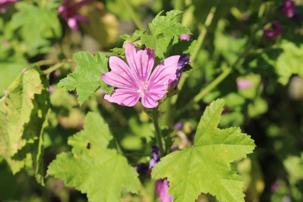 Фиолетовый Цветок Common Mallow Cheeses High Mallow Tall Mallow Санкт — стоковое фото