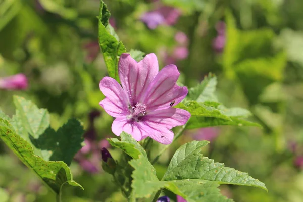 Violeta Malva Comum Flor Queijos Malva Alta Malva Alta Gallen — Fotografia de Stock