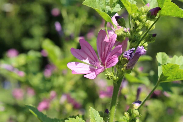 位于瑞士圣加仑的紫罗兰花 Common Mallow Cheeses High Mallow Tall Mallow 它的拉丁文名叫Malva Sylvestris — 图库照片