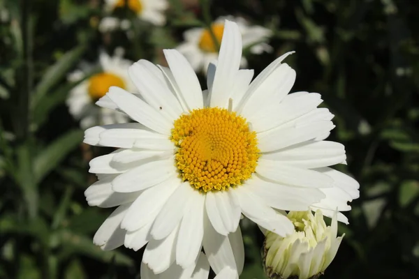 Fleur Hybride Shasta Daisy Blanche Jaune Saint Gall Suisse Son — Photo