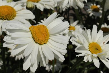 İsviçre 'nin St. Gallen şehrinde beyaz ve sarı renkli 