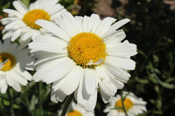 Flor Híbrida Branca Amarela Shasta Daisy Gallen Suíça Seu Nome — Fotografia de Stock