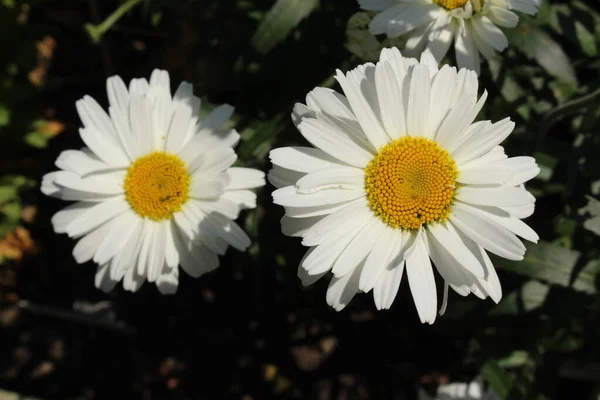 White Yellow Hybrid Shasta Daisy Flower Gallen Switzerland 이름은 알래스카 — 스톡 사진
