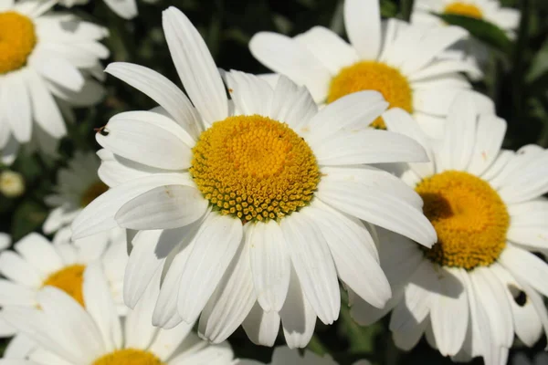 Fiore Ibrido Bianco Giallo Shasta Daisy San Gallo Svizzera Suo — Foto Stock