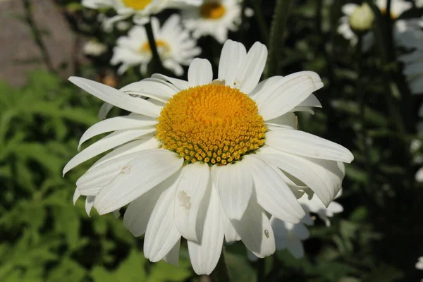 Flor Híbrida Branca Amarela Shasta Daisy Gallen Suíça Seu Nome — Fotografia de Stock