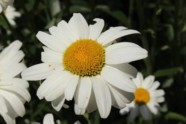 Flor Híbrida Blanca Amarilla Shasta Daisy Gallen Suiza Nombre Latín — Foto de Stock