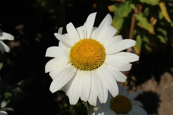 Flor Híbrida Branca Amarela Shasta Daisy Gallen Suíça Seu Nome — Fotografia de Stock