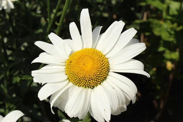 White Yellow Hybrid Shasta Daisy Flower Gallen Switzerland Its Latin — Stock Photo, Image