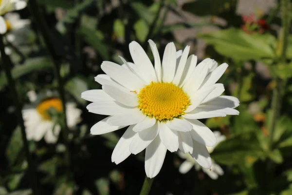 Flor Híbrida Branca Amarela Shasta Daisy Gallen Suíça Seu Nome — Fotografia de Stock