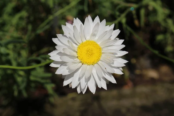 Fiore Margherita Carta San Gallo Svizzera Suo Nome Latino Helipterum — Foto Stock