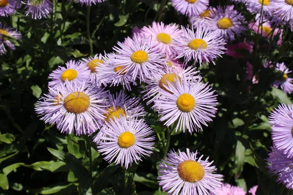 Blaue Hybridblume Fleabane Gallen Schweiz Sein Lateinischer Name Ist Erigeron — Stockfoto