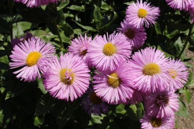 İsviçre, St. Gallen 'de Pembe Melez çiçekler. Latince adı Erigeron Rosa Juwel (Pembe Mücevher)).