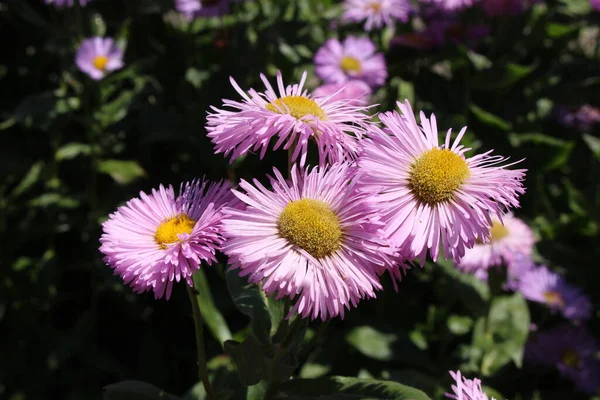 Pink Hybrid Fleabane Flowers Gallen Switzerland Its Latin Name Erigeron — Stock Photo, Image