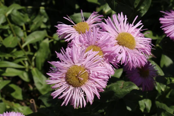 Pink Hybrid Fleabane Flowers Gallen Switzerland Its Latin Name Erigeron — Stock Photo, Image