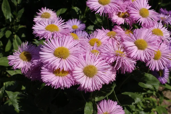 Pinkfarbene Hybridblumen Fleabane Gallen Schweiz Sein Lateinischer Name Ist Erigeron — Stockfoto