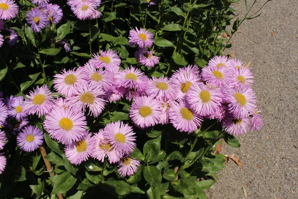 Pinkfarbene Hybridblumen Fleabane Gallen Schweiz Sein Lateinischer Name Ist Erigeron — Stockfoto