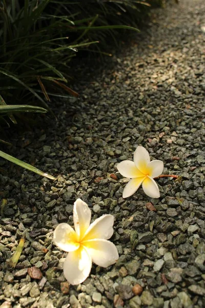 在瑞士圣加仑 黄色和白色的 Frangipani 树的花朵 或红色枕木 圣殿树 上有雨滴 其植物学名称是Plumeria Rubra Lutea — 图库照片