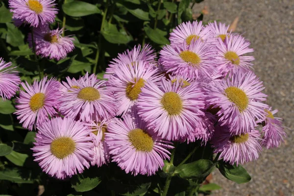 Pinkfarbene Hybridblumen Fleabane Gallen Schweiz Sein Lateinischer Name Ist Erigeron — Stockfoto