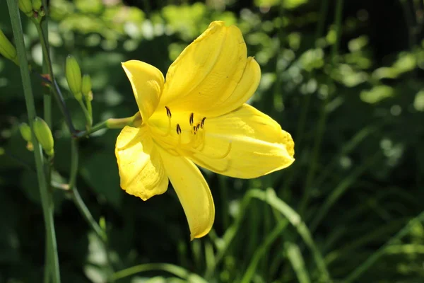 Yellow Hybrid Daylily Corky Flower Gallen Switzerland Its Latin Name — Stock Photo, Image