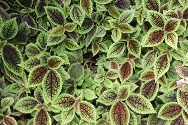 St. Gallen, İsviçre 'deki 