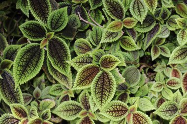 St. Gallen, İsviçre 'deki 