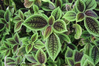 St. Gallen, İsviçre 'deki 