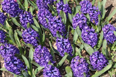 İsviçre, St. Gallen 'de mavi 