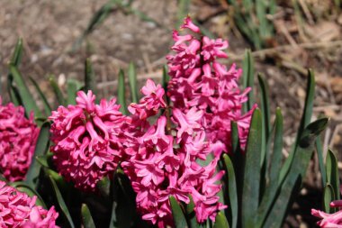 İsviçre, St. Gallen 'de pembe 