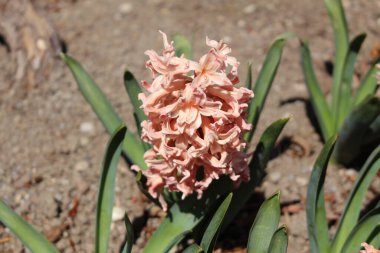 İsviçre, St. Gallen 'de açık somon renkli 