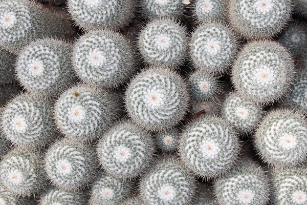 Group Twin Spined Cactus Background Gallen Switzerland 학명은 Mmmmmamaria Geminispina — 스톡 사진