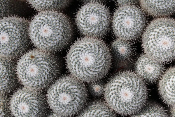 Grupo Cactus Espinados Gemelos Como Fondo Gallen Suiza Nombre Científico —  Fotos de Stock