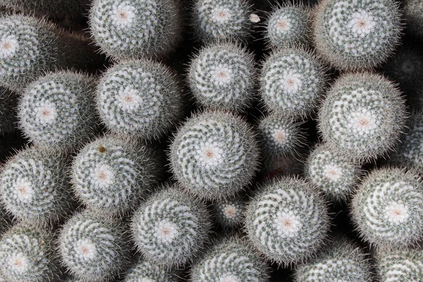 Group Twin Spined Cactus Background Gallen Switzerland Its Scientific Name — Stock Photo, Image