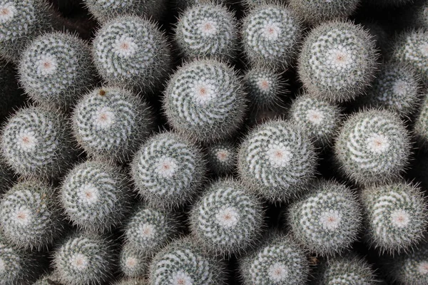 Grupo Cactus Espinados Gemelos Como Fondo Gallen Suiza Nombre Científico —  Fotos de Stock