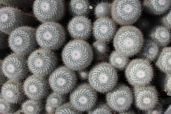 在瑞士圣加仑 孪生纺纱仙人掌 作为背景 其科学名称为Mammillaria Geminispina Mammillaria Elegans 原产于墨西哥 — 图库照片