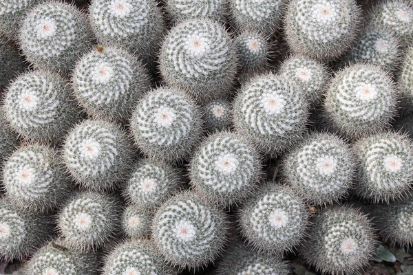Egy Csoport Twin Spined Kaktusz Háttérként Gallen Svájc Tudományos Neve — Stock Fotó