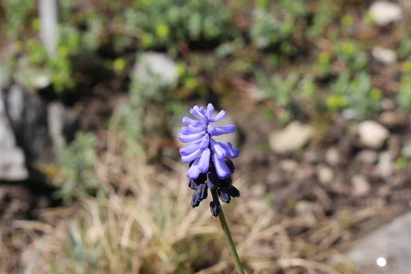 Die Lila Und Blaue Traubenhyazinthe Blüht Gallen Schweiz Sein Wissenschaftlicher — Stockfoto