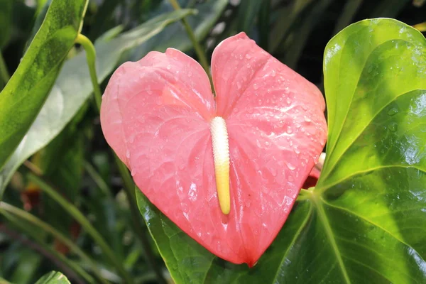 Flor Rosa Flamingo Lily Forma Coração Tropical Tailflower Laceleaf Gallen — Fotografia de Stock
