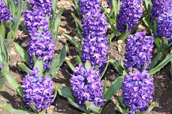 スイスのサンガレンにある青い ハイアシンス Hyacinthus属は地中海諸国 トルコ シリア レバノンなど 原産です — ストック写真