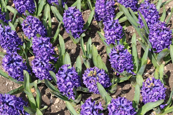 Blue Hyacinth Flowers Gallen Switzerland Hyacinthus Genus Native Mediterranean Countries — Stock Photo, Image